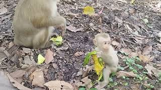 Young Robin Come to eat Mango Fruit with Mama Rose on Ground   on Nov2,2024.G-Maz.2310.Ambers