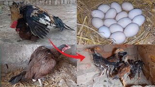 1 Day to 21 Day hen hatching eggs || chicks growth 1 days to 90 days