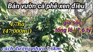 Bán 4,7ha Cà Phê Siêu Rẻ Cách Đường Nhựa Chỉ 1,6km _ Đất Chưa Sổ|Bán Đất Đắk Nông