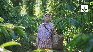 HRNS Supported by Smucker's: Creating a Better Tomorrow for Coffee Farmers in Indonesia