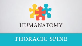 Thoracic Spine