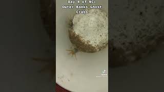 Day 4 of NC: Outer Banks Ghost Crabs