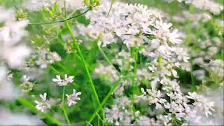 আমার ভিডিওগ্রাফি:)- ধনিয়া ফুল। My videography:)- Coriander flowers.