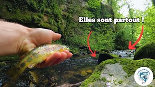 Truites SAUVAGES à GOGO dans cette rivière  (no kill, sans ardillon)