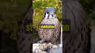 Birds' Gaze Stabilization: Nature's Marvelous Head Trick!