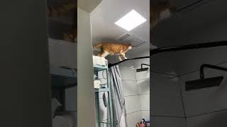 Tiktok, 2022, Cat, Funny - Funny Animals, Funny Video