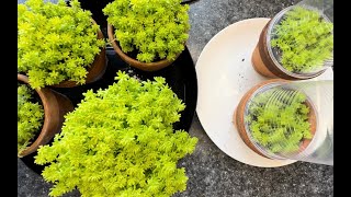 Sedum Japonicum ‘Tokyo Sun’. Propagation, results and arrangement