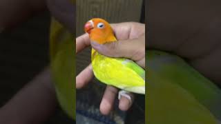 Green pale fellow #viral #video #lovebirds #shortsvideo #parrot