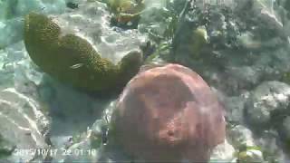 Snorkeling belize Goff's Caye 2