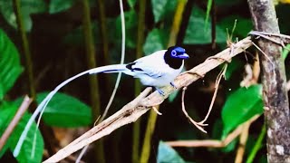 Paradise Flycatcher, incarnation of existence, unique masterpiece from the tropical rainforests