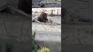 Adorable Brown Bear