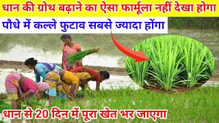 धान तेजी से ग्रोथ करेगा | Paddy cultivation | dhan | @DhariwalFarming