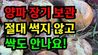 양파 썩지 않고  싹나지 않는 장기 보관법, 70세 이모가 가르쳐 주신 기발한 방법