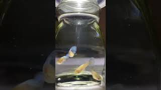 # bought expensive guppies #subscribe #1millionviews #guppy