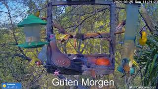 2024 08 25 Vogelwelt Südafrika, Frühstück #birds