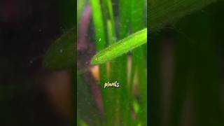 Aquarium Plant Releasing Oxygen Bubbles 🫧 #shorts