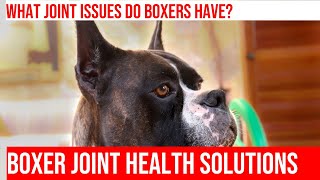 Boxers & Joint Issues: Common Problems & Solutions