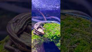 Best friend’s just relaxing together !! Pet Shinks nap time #skink #sleep #time #best #freinds #pets