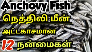 நெத்திலி மீன் நன்மைகள்/nethili meen benefits in tamil/Anchovy fish/nethili fish/healthy fishes tamil