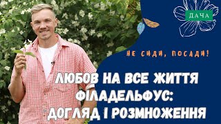 Філадельфус, Жасмин, Чубушник. Догляд і Розмноження. Декоративні Рослини в Саду.