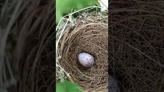 Nest with egg