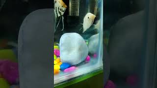 #fishaquarium #kissing gourami fish#shortsvideo