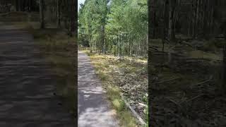 Sweden 🇸🇪 Coastal Forest along Cykleladen Skåne