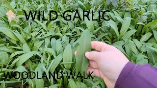 Wild Garlic - Windy Forage Part One.