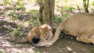 Lion cubs born at London Zoo