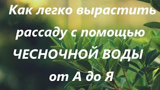 Как ЛЕГКО вырастить РАССАДУ  перцев и томатов от А до Я с Минимальными Затратами.