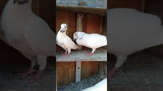 Andhra breed pigeons