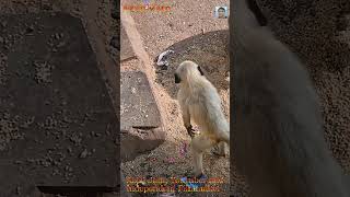 Monkey Funny Video || Bandar ka Funny Video #monkey #bandar #funny #cute