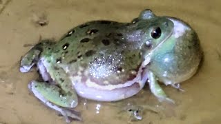 bullfrog sounds at night