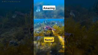 Underwater Creatures | Fish #shorts