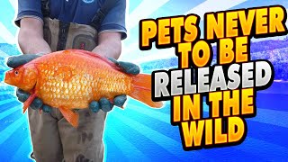 10 PETs Never to be released in the WilD