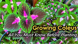 Growing Coleus: All You Must Know Before Planting | How to Grow Coleus and Care Guide (如何才能种好彩叶草)