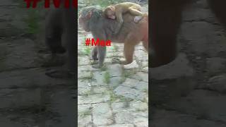 Mother Love ❣️ | Maa or Pyara Baccha ❤️ || Vedabh Vlogs