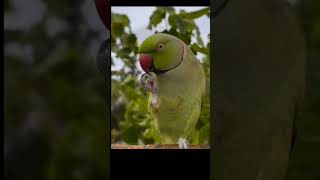 #youtubeshorts #viralvideo #viralshort #foryou #foryourpage #foryoushorts #subscribemychannel #birds