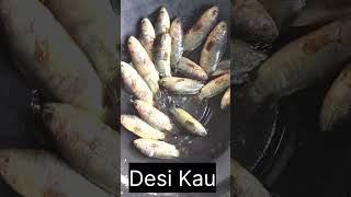 ଓଡିଶାରେ ବିଭିନ୍ନ ପ୍ରଜାତିର ମାଛ ନାମ | different species of fish in odisha l #fishes #shorts #ytshorts