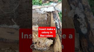 Insect make colony in bee colony #shorts #apismellifera #honeybee #insects