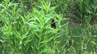 エウリュアレベニヒカゲErebia euryale (Large Ringlet) 2024/06/30 Ceillac France