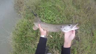 peche du brochet au big-bait