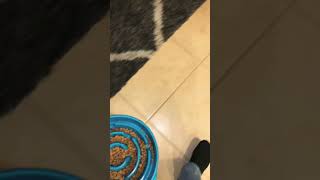 How to train your puppy with food. Titus the Doberman waits for dinner