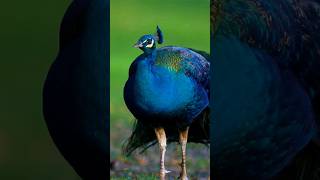 Male Peacock busy foraging at local park.  #subscribe #Peacock #shorts #sonyalpha #birds #nature