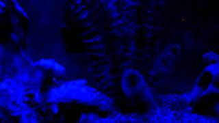 African cichlids night lighting