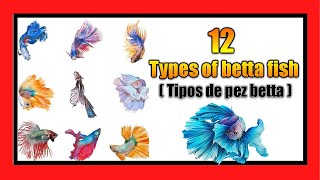 12 TYPES of BETTA fish -  12 Tipos de pez BETTA / Variedades de peces Betta