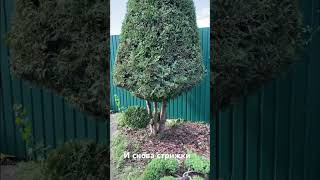 Стрижем🤝🌟, кто у нас любитель Топиариев? #garden #shortvideo #садмечты