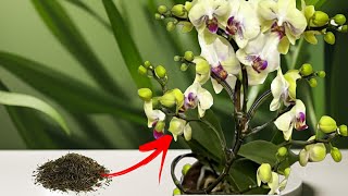 Few people know that using green tea to water orchids is very good