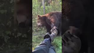 Man Plays Dead As Brown Bear Approaches Him Wiggling His Foot To See If He Is his Next Meal WWYD 🐻