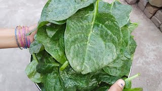 Malabar spinach leaves harvesting || पोय साग की हर्वेस्टिंग ||  🌱🌱😊